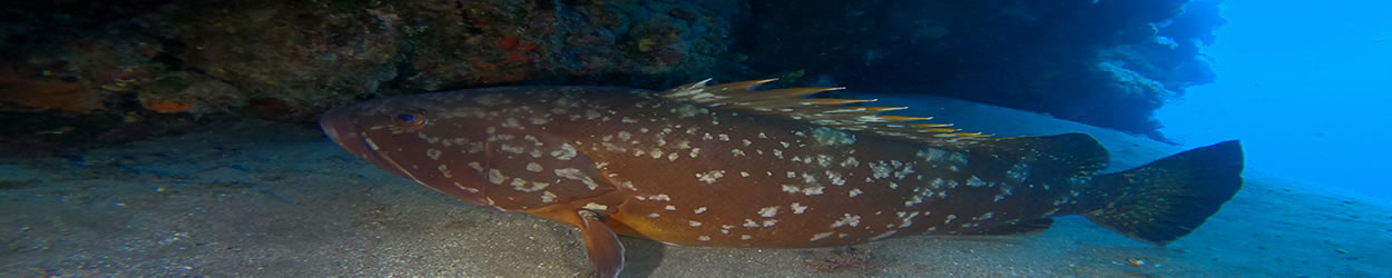 Diving with large groupers in Lanzarote