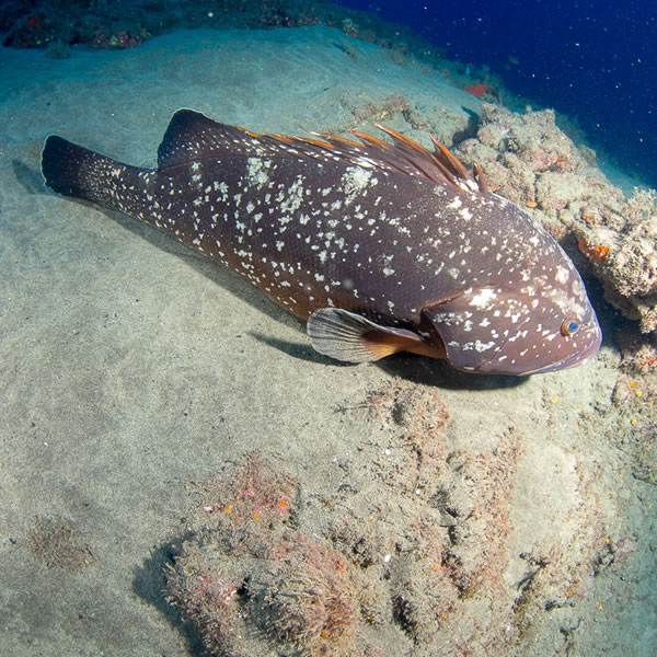 Large grouper commonly found in Lanzarote